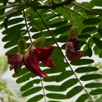 Sesbania grandiflora (L.) Poir.